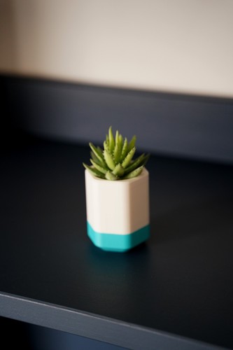 Succulent edition flower pot - succulent,